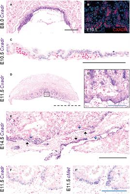 Secondary Placental Defects in Cxadr Mutant Mice